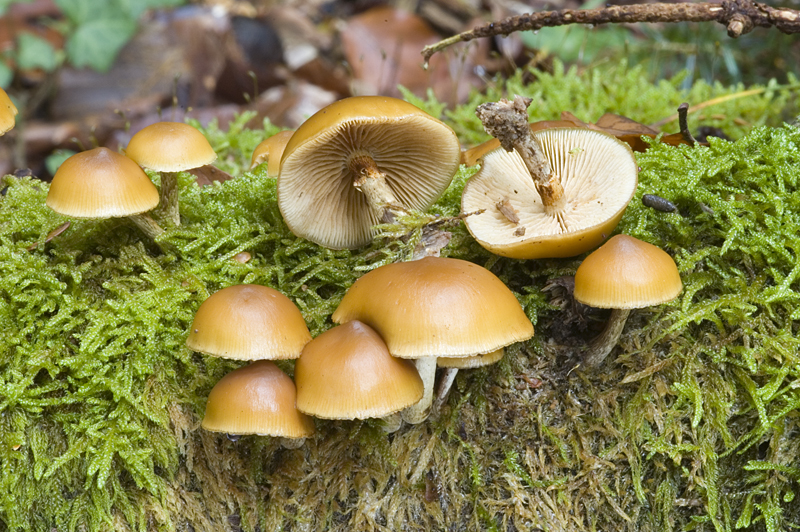 Galerina autumnalis (door Nico Dam)