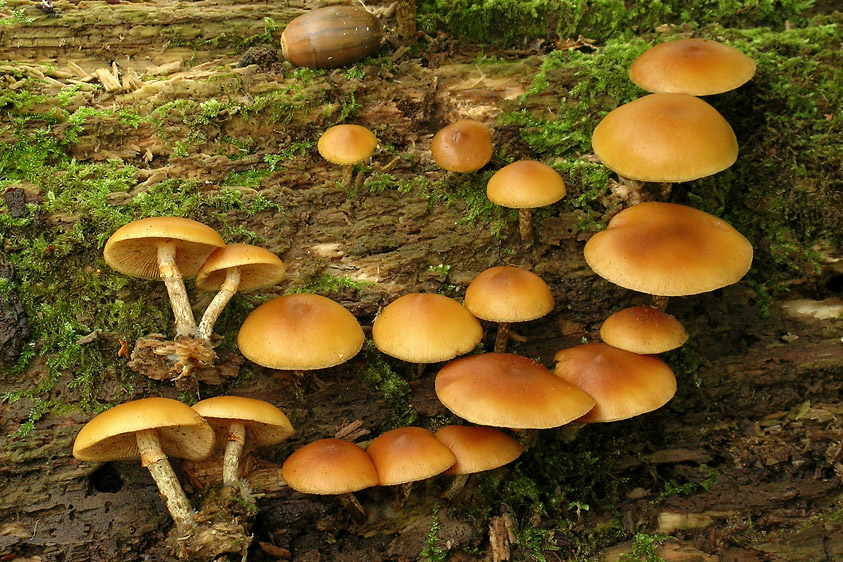 Galerina autumnalis (door Henk Huijser)