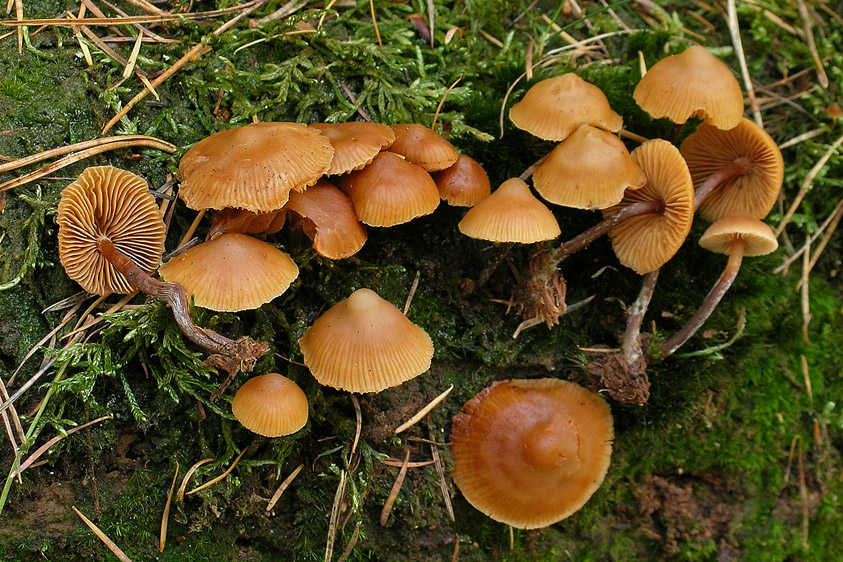 Galerina camerina (door Henk Huijser)