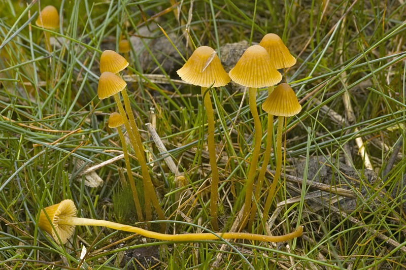 Galerina cerina (door Nico Dam)