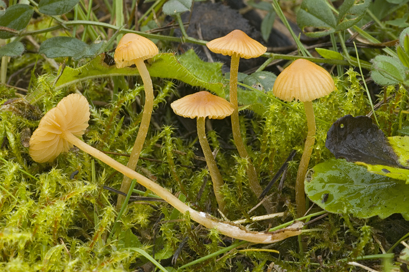 Galerina clavata (door Nico Dam)