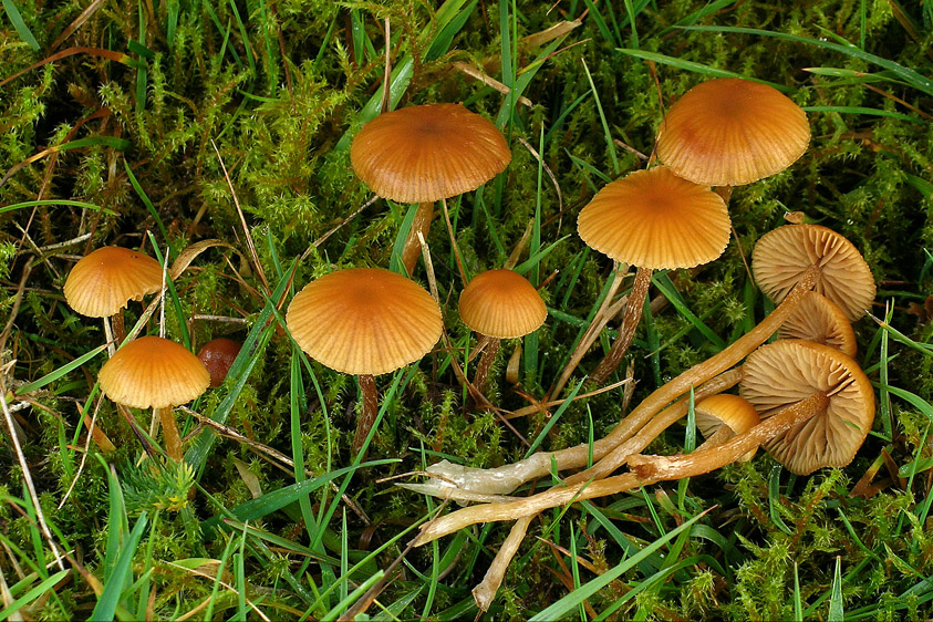 Galerina clavata (door Henk Huijser)