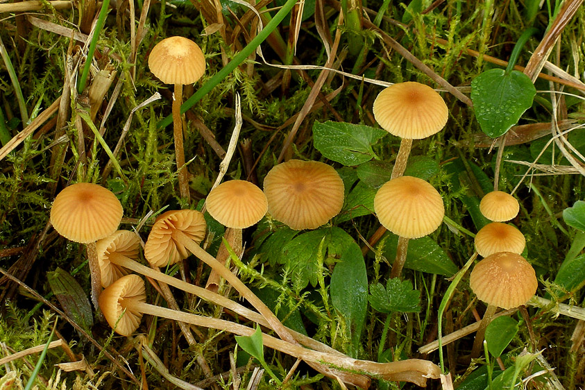 Galerina clavata (door Henk Huijser)