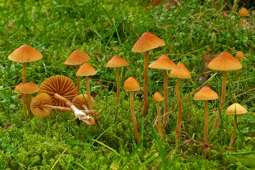 Galerina clavata (door Henk Huijser)