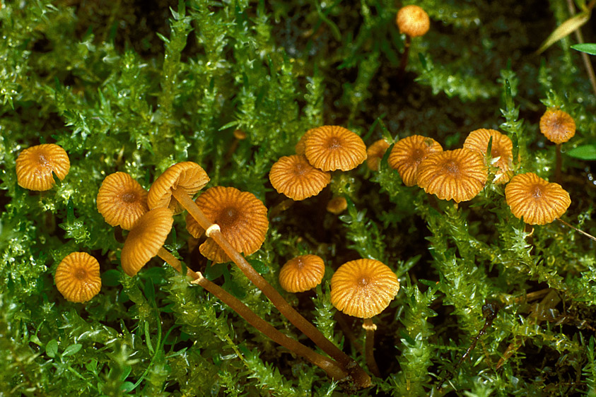 Galerina jaapii (door Henk Huijser)