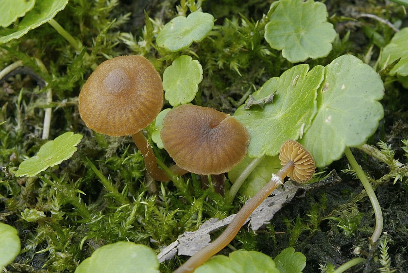 Galerina jaapii (door Marjon van der Vegte)