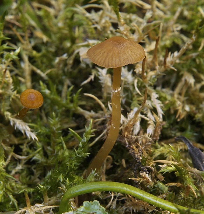 Galerina jaapii (door Marjon van der Vegte)