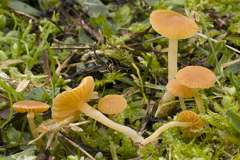 Galerina graminea (door Nico Dam)