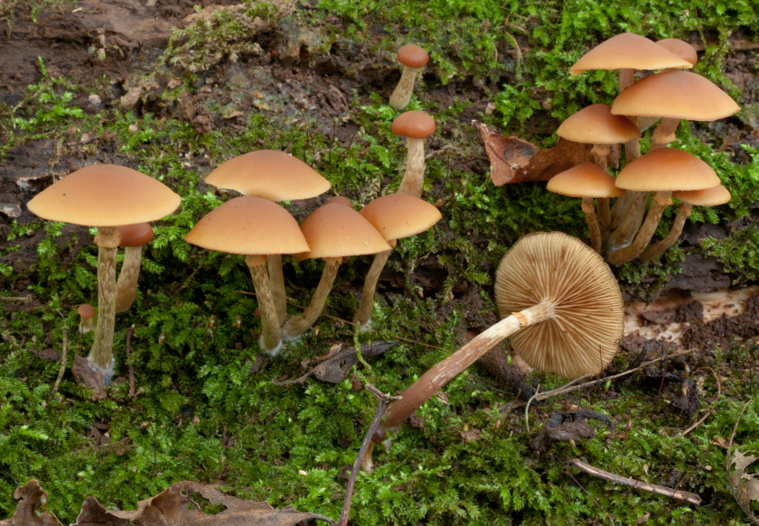 Galerina marginata (door Aldert Gutter)