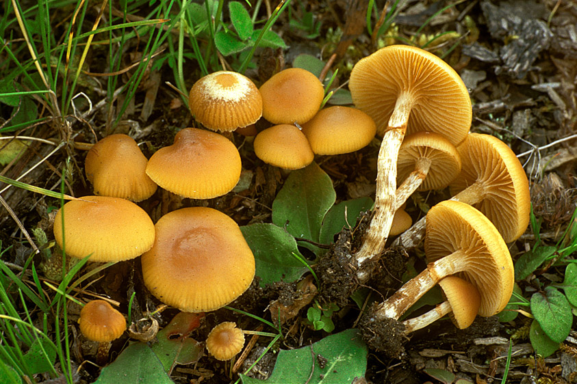 Galerina marginata (door Henk Huijser)