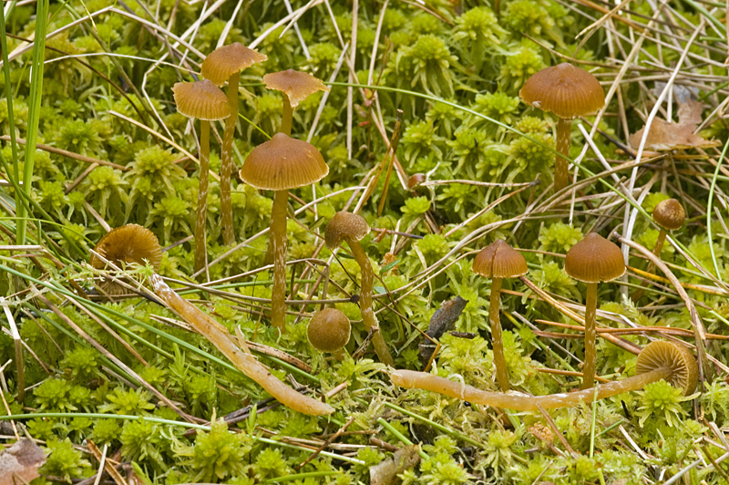 Galerina paludosa (door Nico Dam)