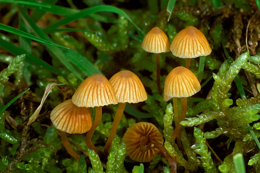 Galerina vittiformis sl, incl. atkinsoniana (door Henk Huijser)