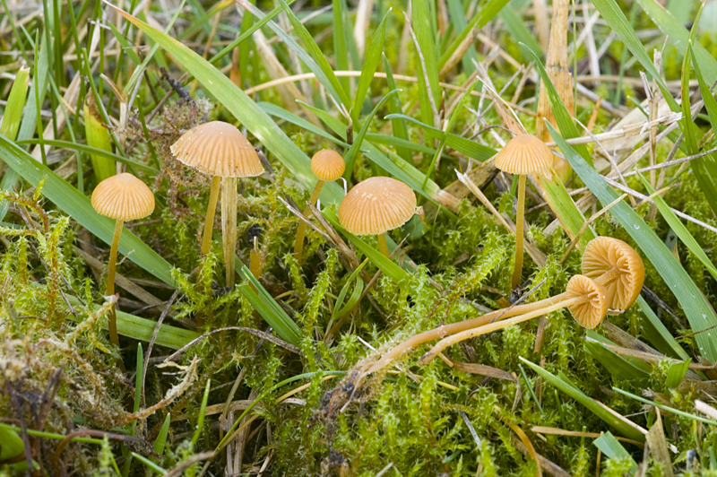 Galerina vittiformis sl, incl. atkinsoniana (door Nico Dam)