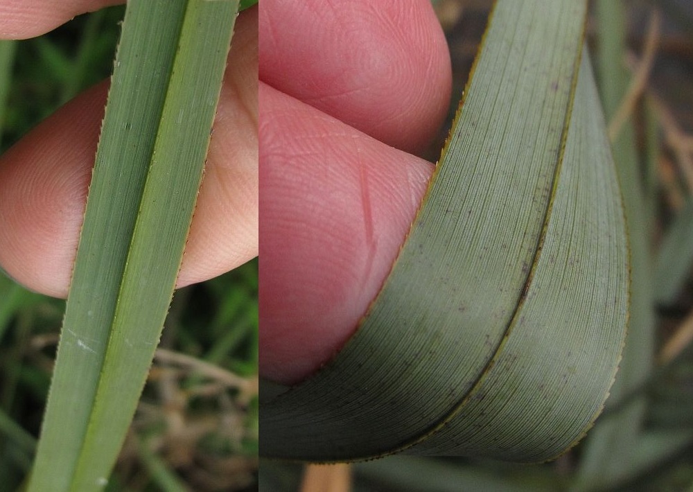 Cladium mariscus (door Hanneke Waller)