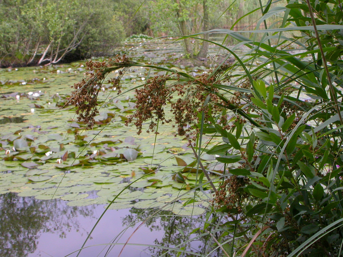 Cladium mariscus (door Peter Meininger)