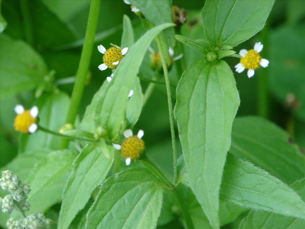 Galinsoga parviflora (door Adrie van Heerden)