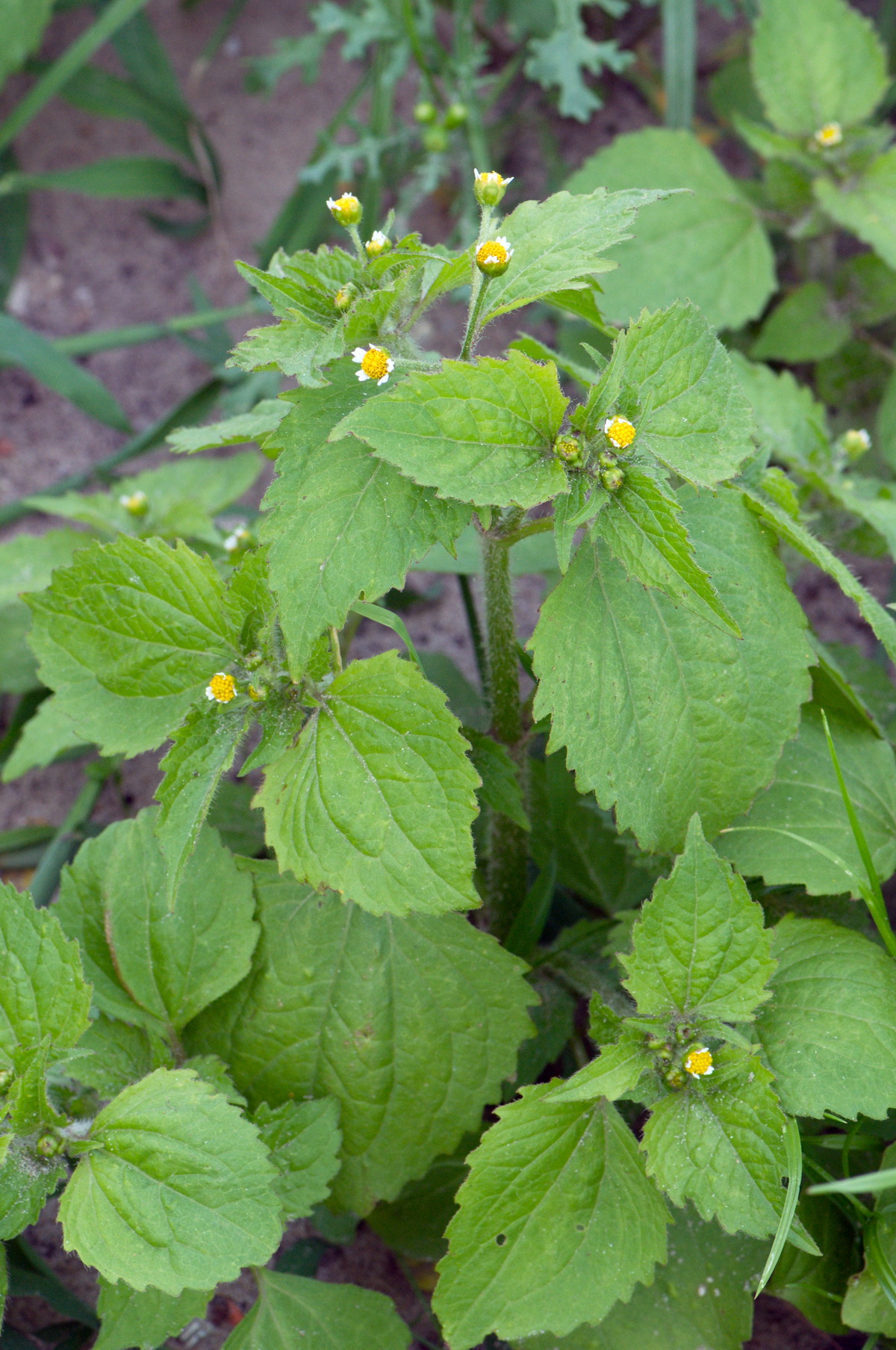 Galinsoga quadriradiata (door Hans Toetenel)