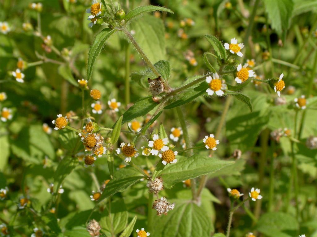 Galinsoga quadriradiata (door Adrie van Heerden)