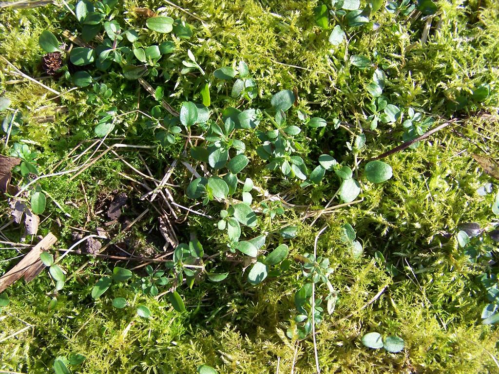 Galium aparine (door Edwin Dijkhuis)