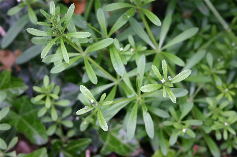 Galium aparine (door Niels Jeurink)