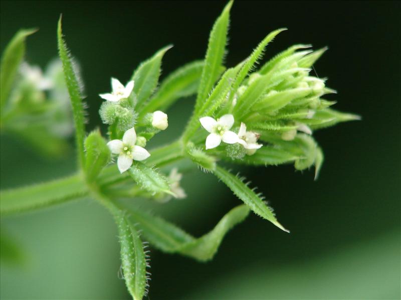 Galium aparine (door Adrie van Heerden)