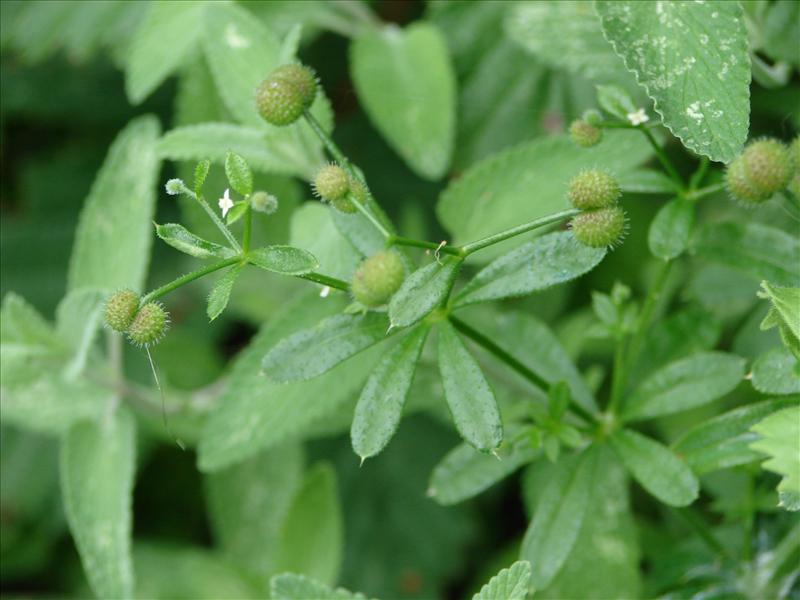 Galium aparine (door Adrie van Heerden)