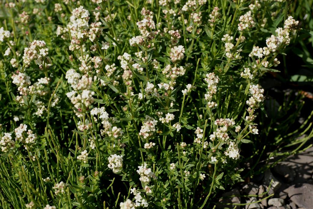 Galium boreale (door Adrie van Heerden)