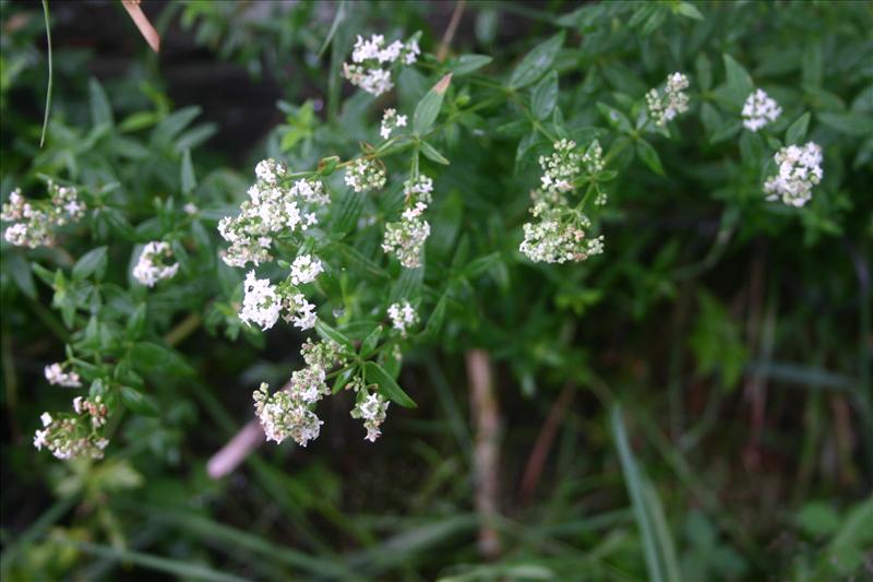 Galium boreale (door Niels Jeurink)