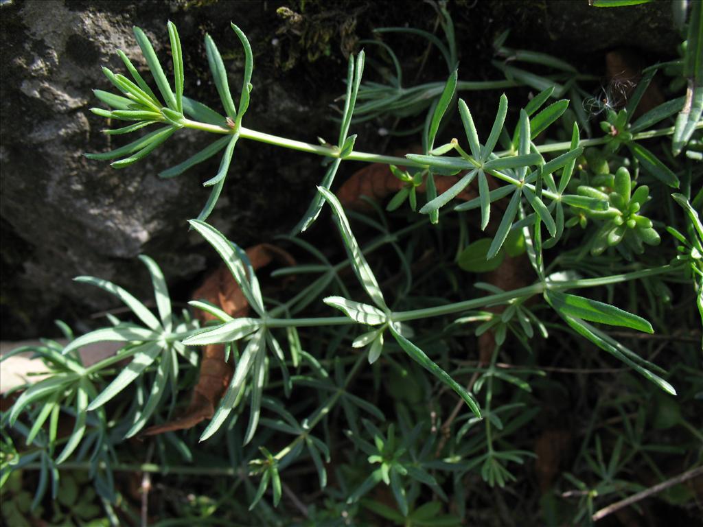 Galium glaucum (door Rutger Barendse)