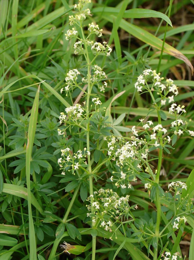 Galium mollugo subsp. erectum (door Adrie van Heerden)