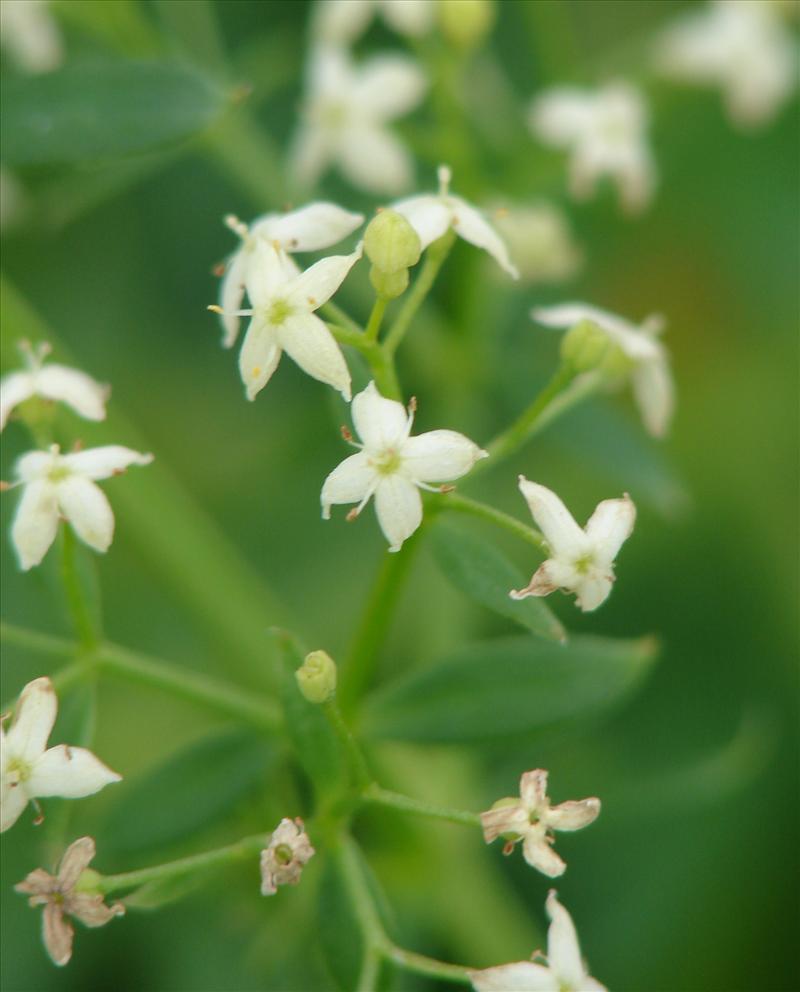 Galium mollugo subsp. erectum (door Adrie van Heerden)