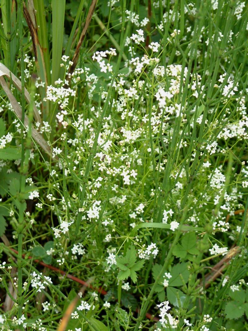 Galium palustre (door Adrie van Heerden)