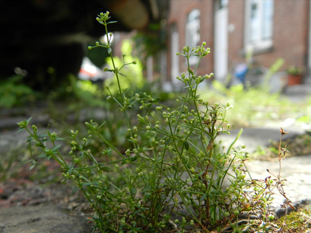 Galium parisiense (door Rutger Barendse)