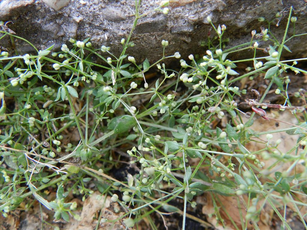 Galium parisiense (door Rutger Barendse)