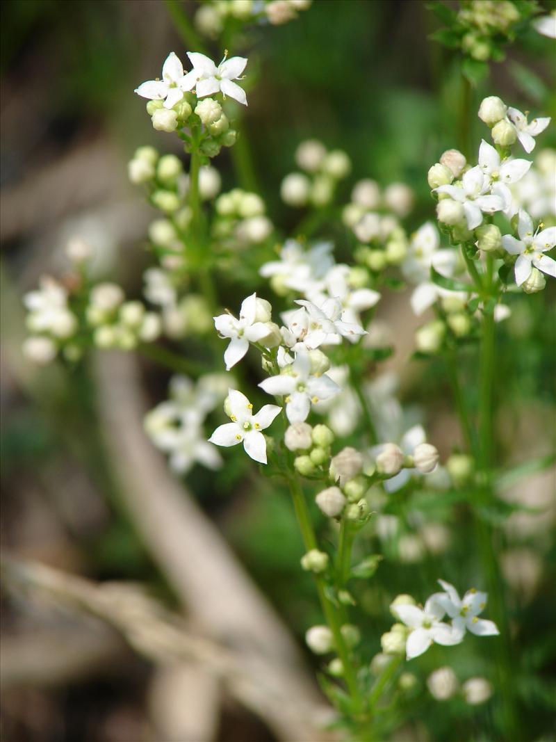 Galium saxatile (door Adrie van Heerden)