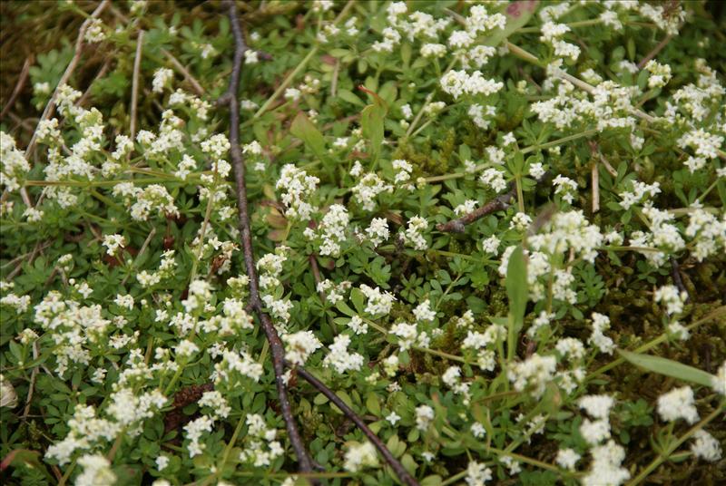 Galium saxatile (door Adrie van Heerden)