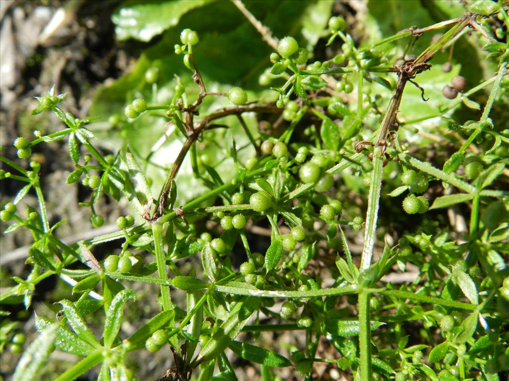 Galium spurium (door Rutger Barendse)