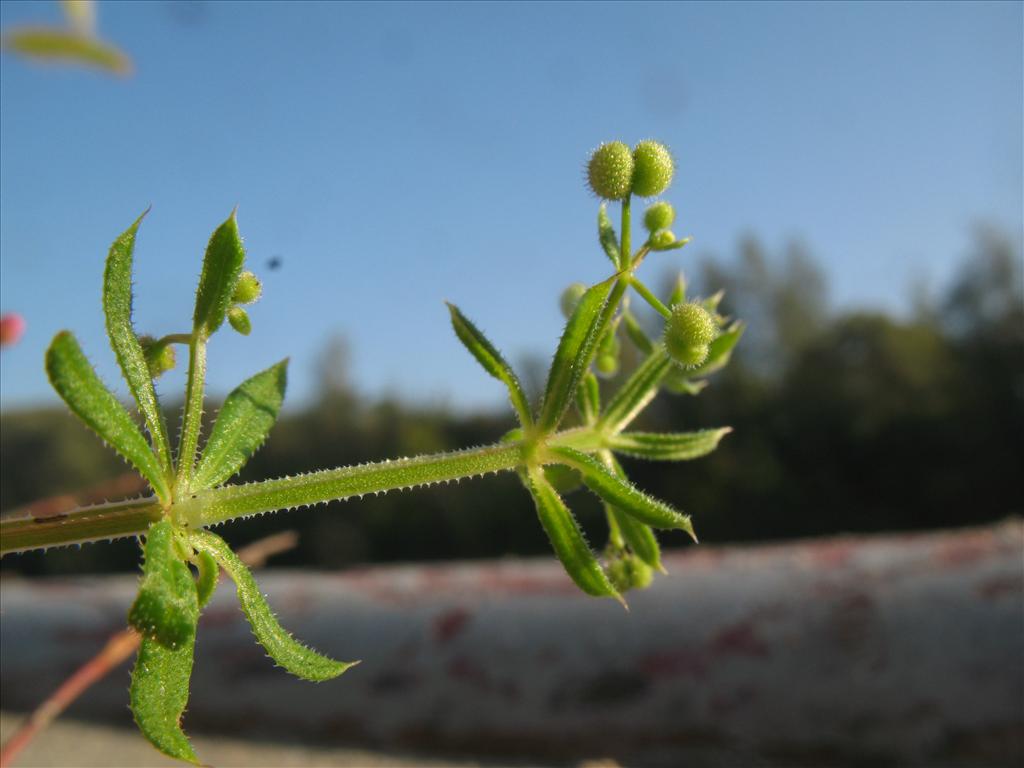 Galium spurium (door Rutger Barendse)