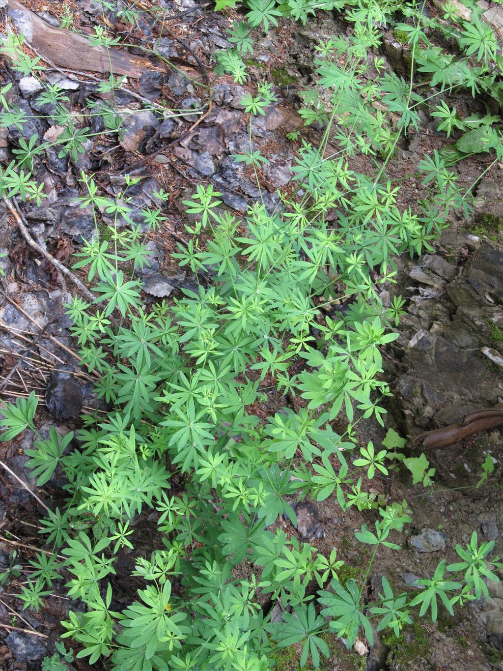 Galium sylvaticum (door Kim Lotterman)