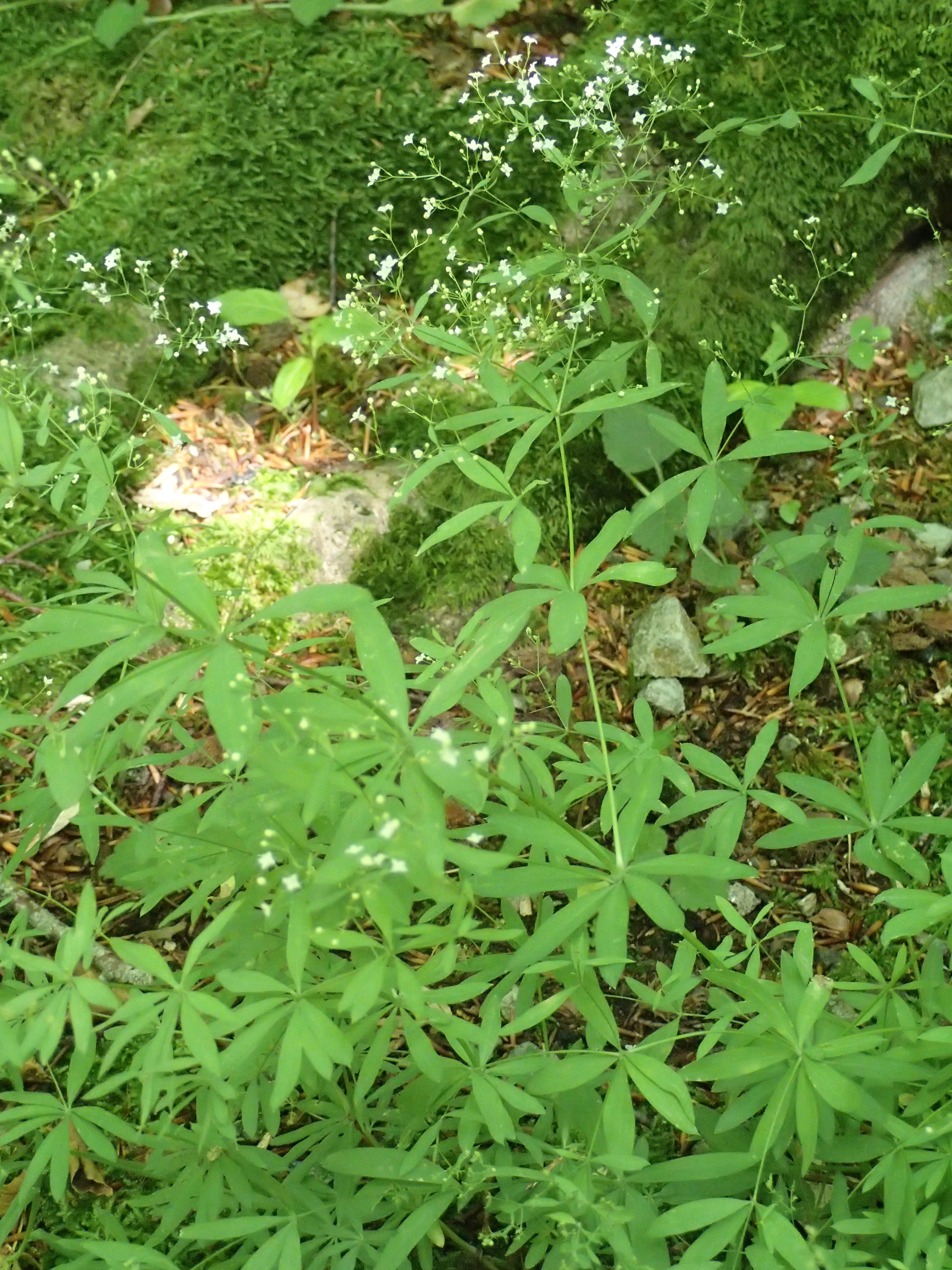 Galium sylvaticum (door Adrie van Heerden)