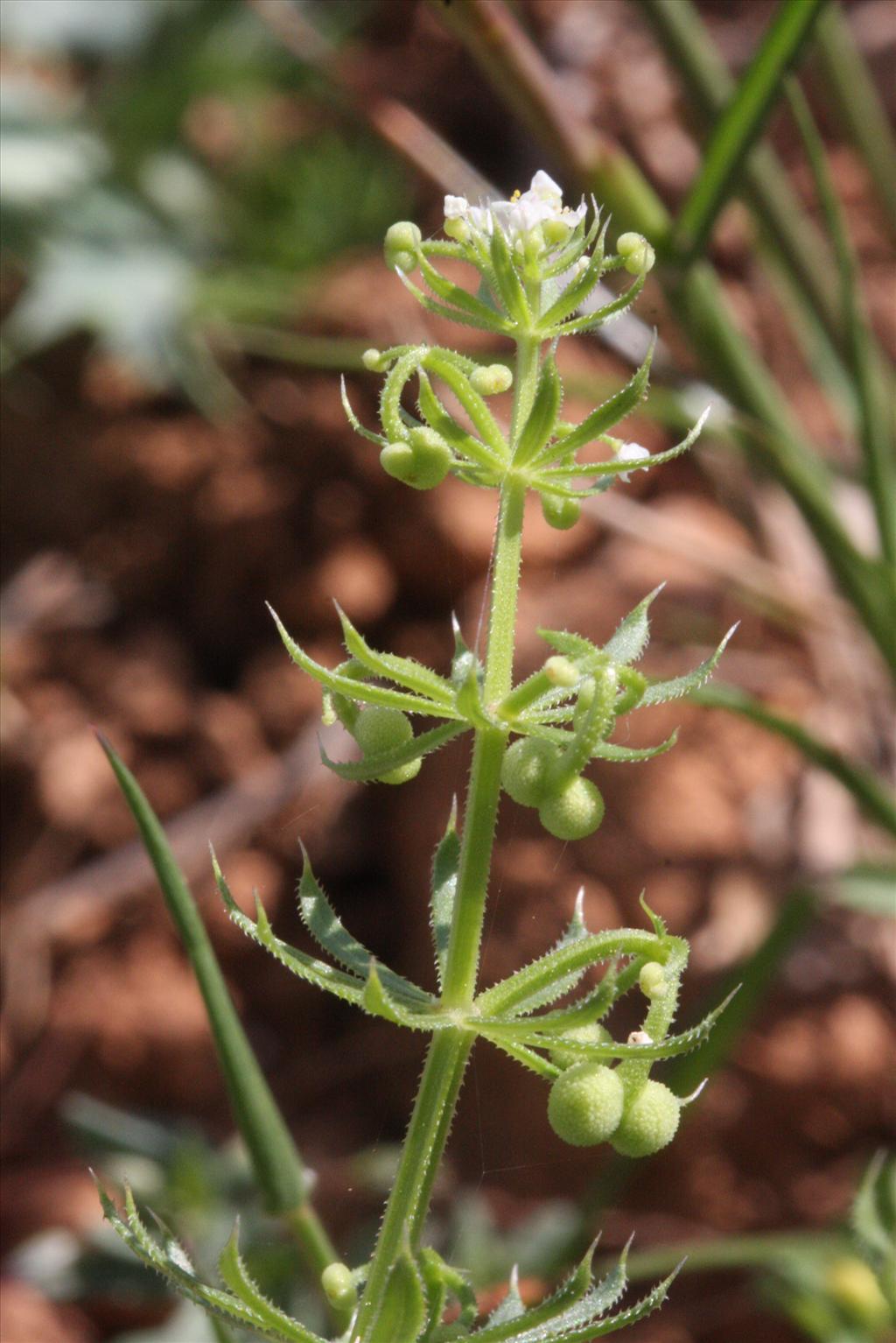 Galium tricornutum (door Rutger Barendse)