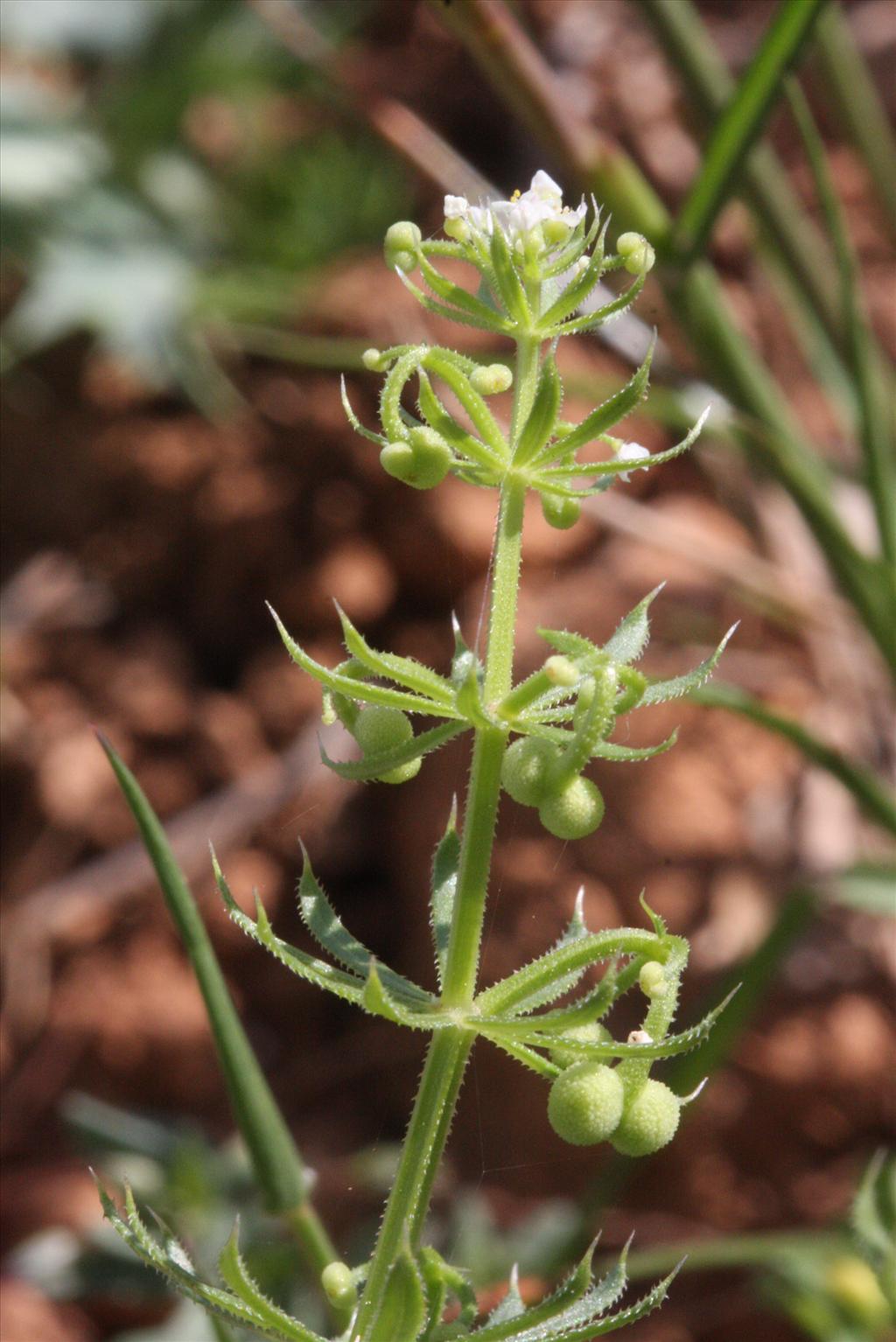 Galium tricornutum (door Rutger Barendse)