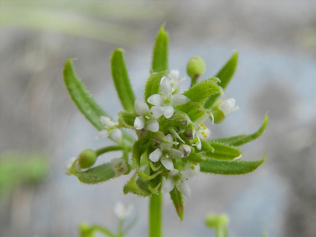 Galium tricornutum (door Rutger Barendse)