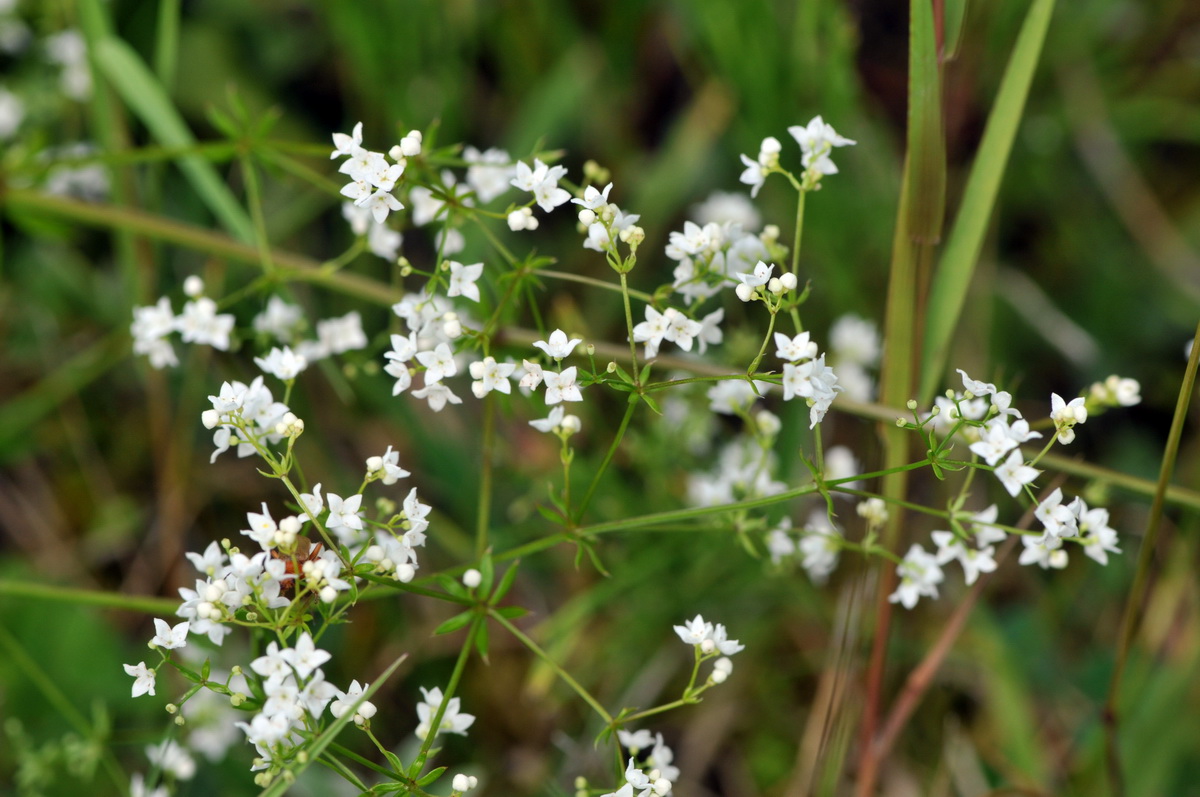 Galium uliginosum (door Hans Toetenel)