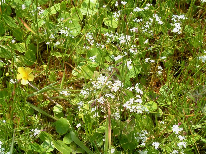 Galium uliginosum (door Adrie van Heerden)