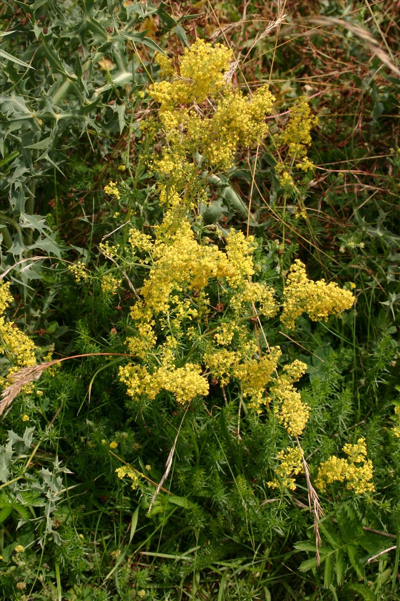 Galium verum (door Niels Jeurink)