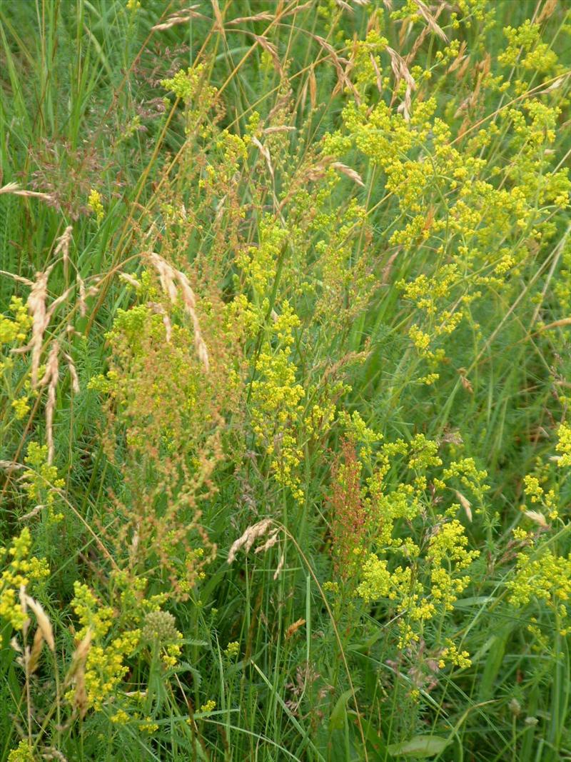 Galium verum (door Adrie van Heerden)