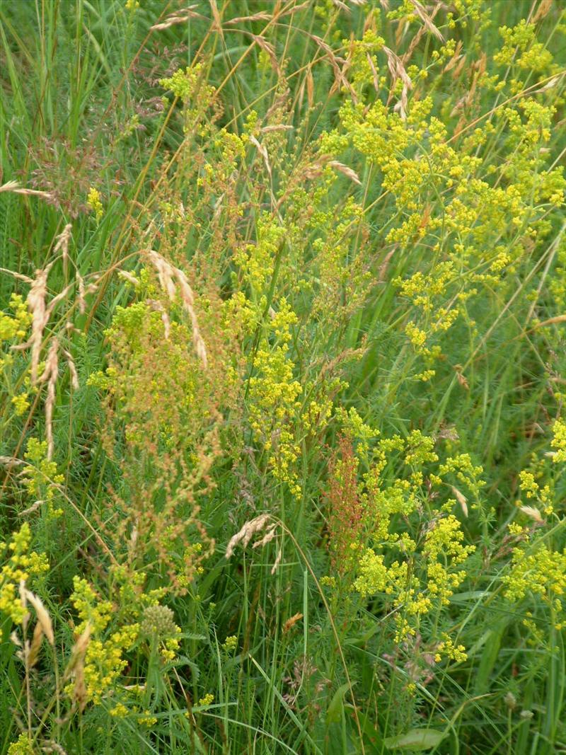 Galium verum (door Adrie van Heerden)