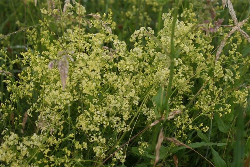 Galium x pomeranicum (door Adrie van Heerden)