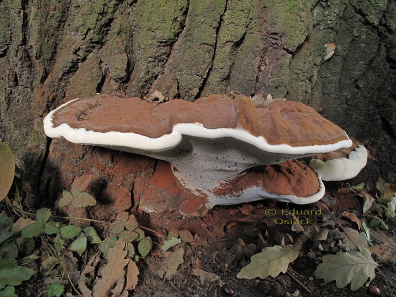 Ganoderma adspersum (door Eduard Osieck)